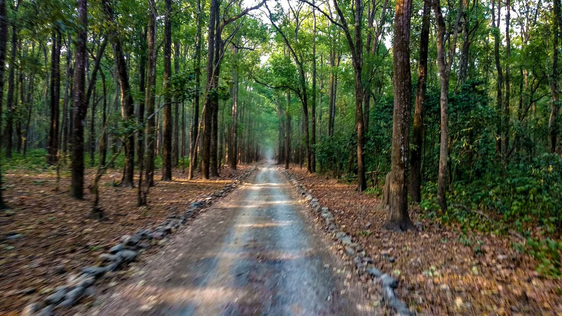 Exploring Jim Corbett Outer Woods